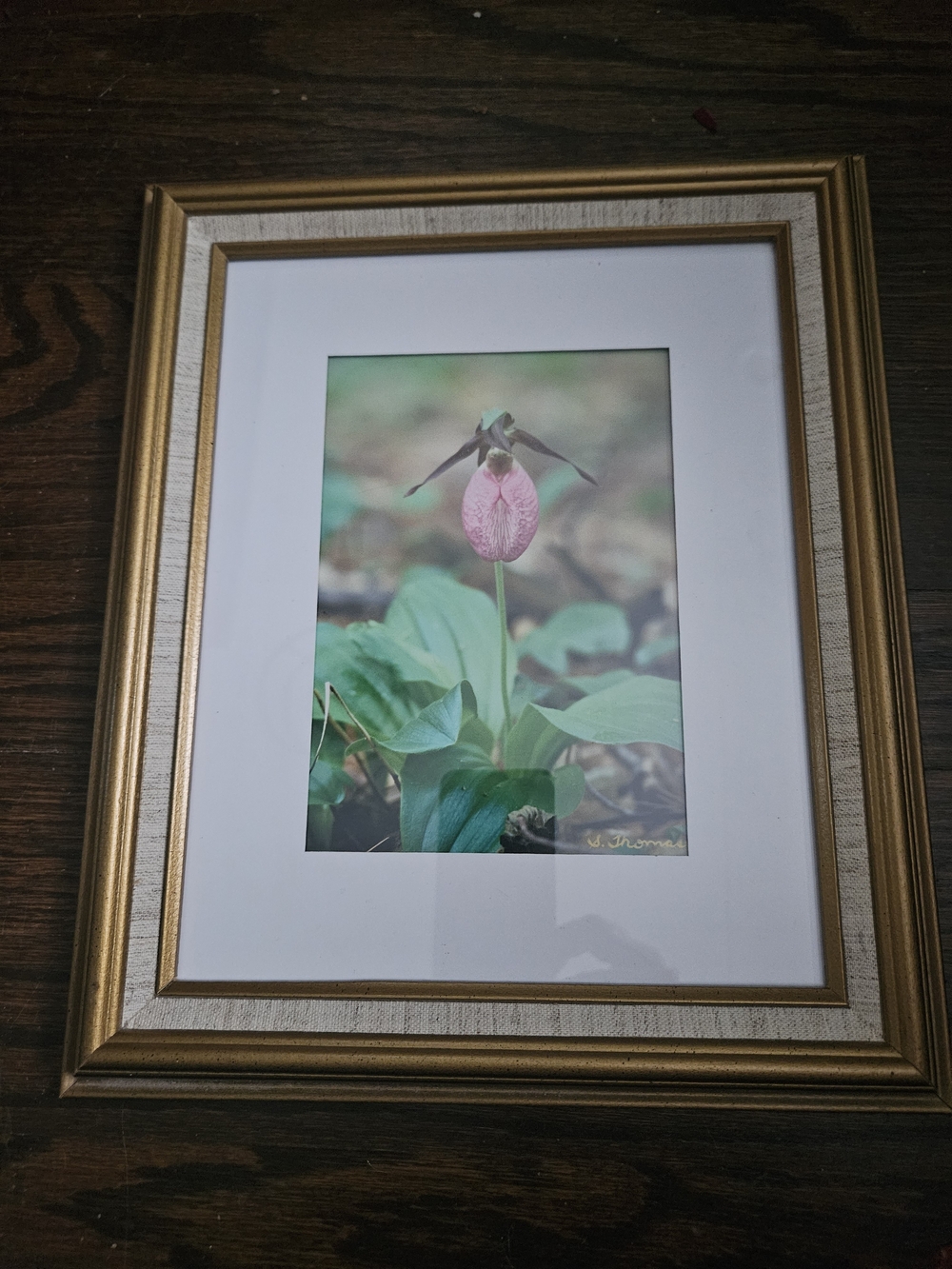 Vintage Sandy Thomas Pink Photo Of A Pink Lady Slipper 12" x 10"
